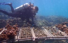 Corals that withstood a severe bleaching event and were transplanted to a different reef maintained their resilient qualities