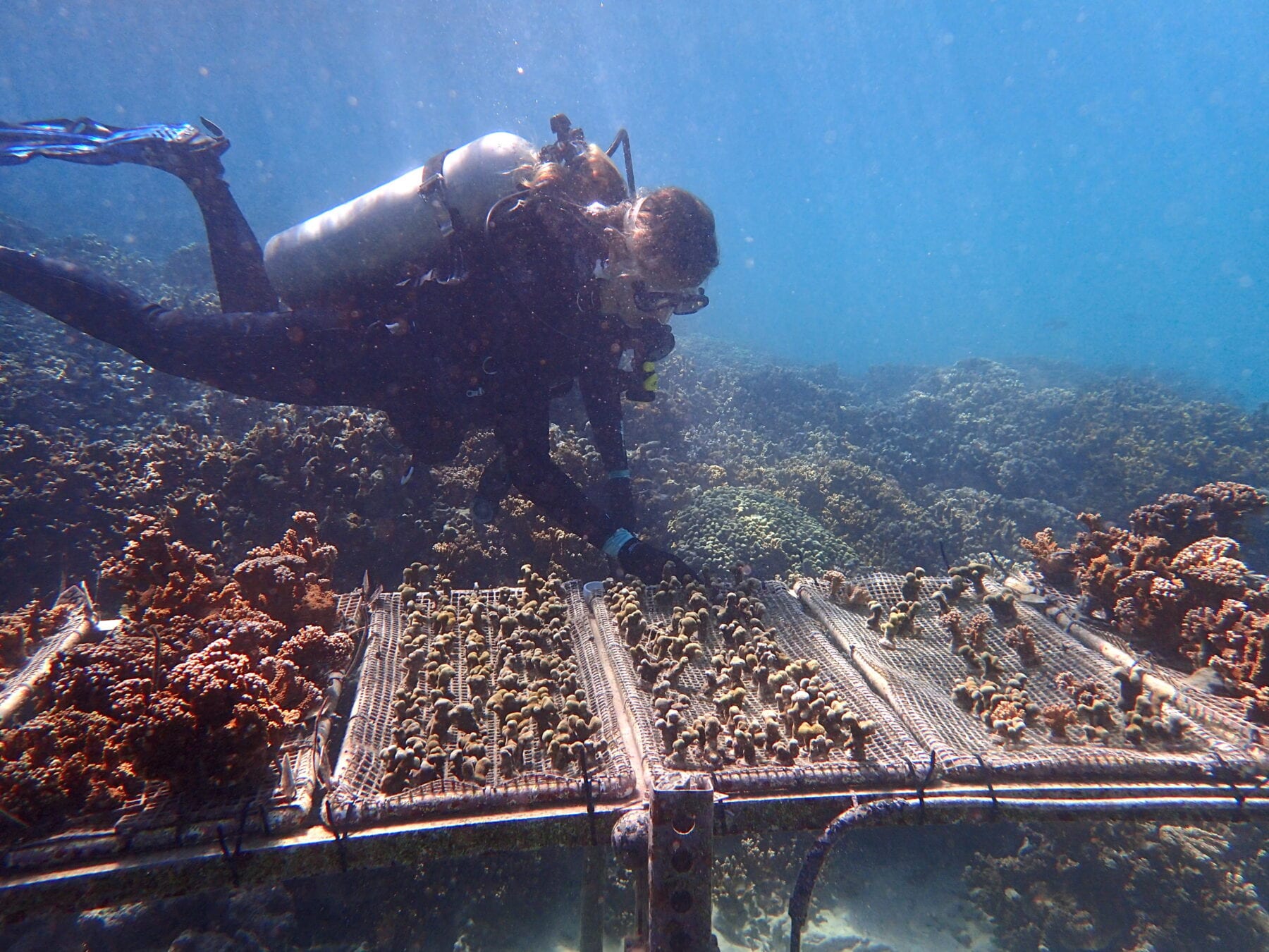 Penn biologist Katie Barott and colleagues found that corals maintain their ability to resist bleaching even when transplanted to a new reef. (Image: S. Matsuda)