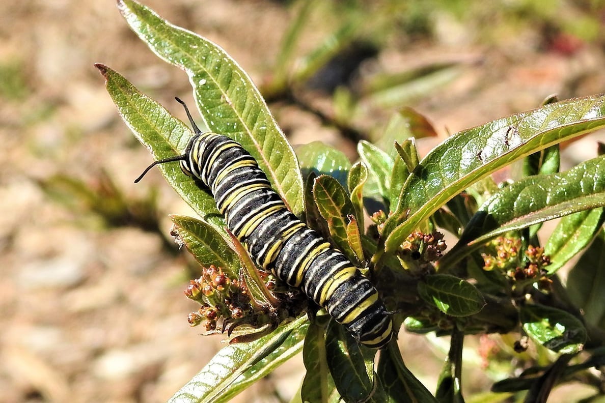 New hope for Monarch butterflies