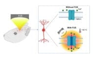 Activating deep brain neurons to control behavior in mice by combining ultrasound and genetics
