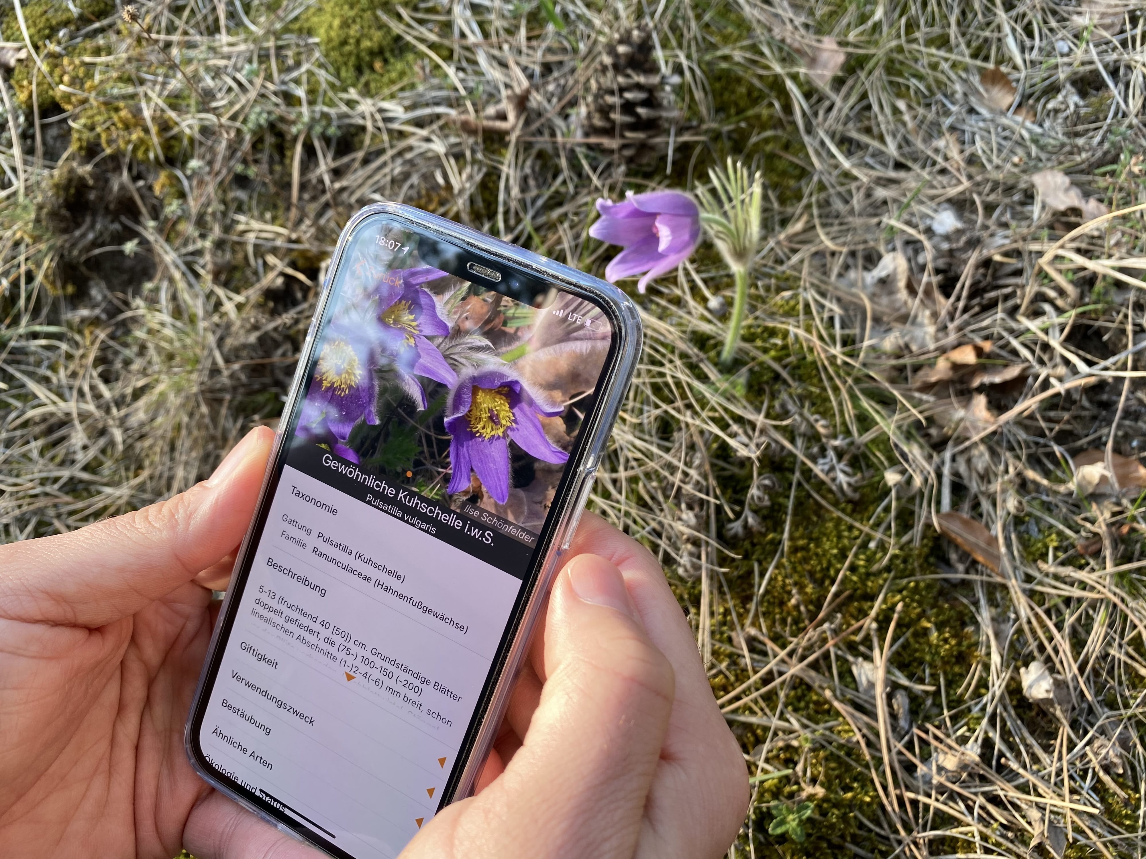 New smartphone perspectives for rapid detection of biodiversity changes