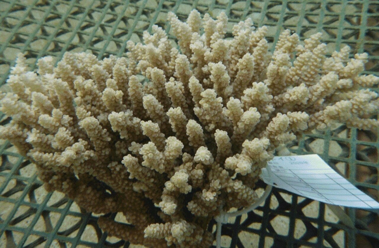 A colony of Acropora tenuis grown in a natural sea environment and transferred to an aquarium to induce spawning. This image was reproduced from "Establishing sustainable cell lines of a coral, Acropora tenuis" by Kawamura et al, Marine Biotechnology