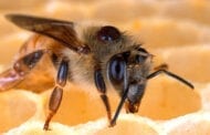 A new fungus strain could provide a chemical-free method for eradicating mites that kill honey bees