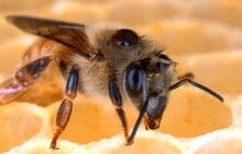 A new fungus strain could provide a chemical-free method for eradicating mites that kill honey bees