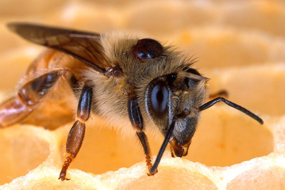 Varroa mites seen living on a honey bee. Mites weaken bees’ immune systems, transmit viruses, and siphon off nutrients. Photo by Scott Bauer, USDA Agricultural Research Service
