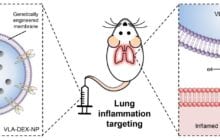 Improved drug delivery for lung inflammation, through genetically engineered nanoparticles, has a promising result in mice