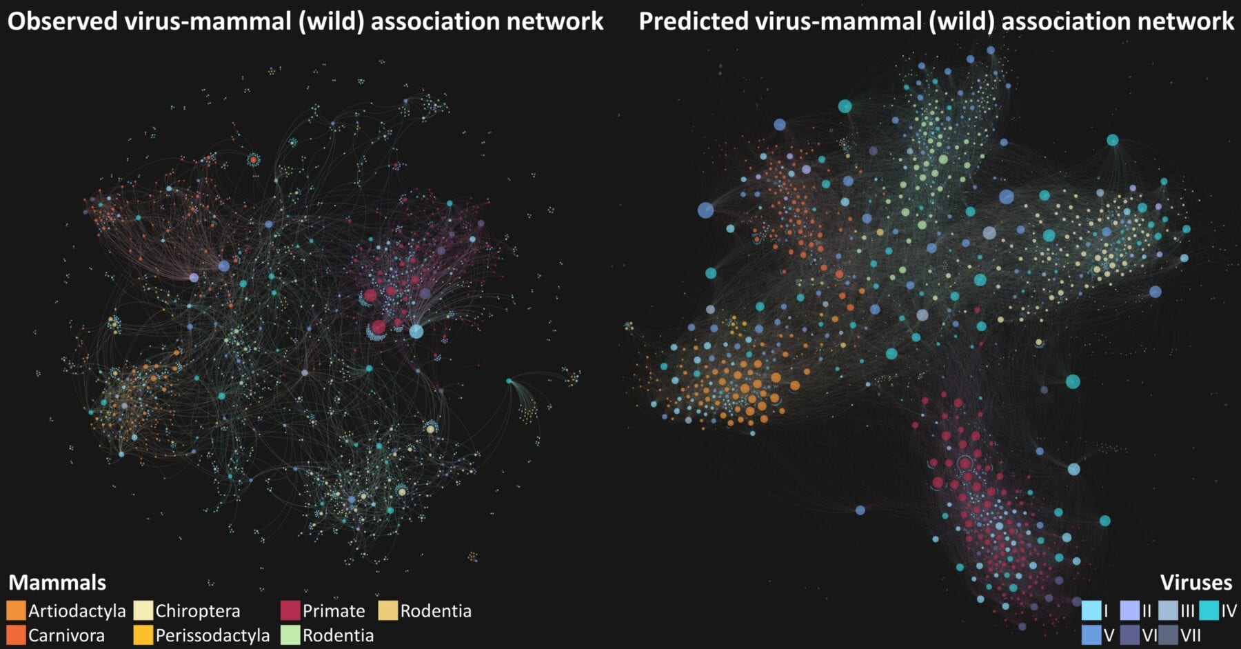 Abstract representation of networks of (1) observed and (2) predicted  associations between wild and semi-domesticated mammalian hosts and known virus species. (credit: Dr Maya Wardeh)
