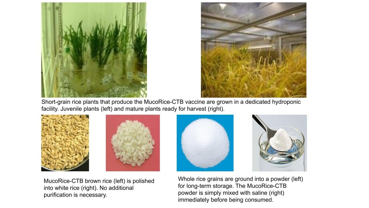 The MucoRice-CTB vaccine is grown in rice plants and stimulates immunity through the mucosal membranes of the intestines. The vaccine can be stored and transported without refrigeration and does not need needles; it is simply mixed with liquid and drunk. © Dr. Hiroshi Kiyono, CC BY.