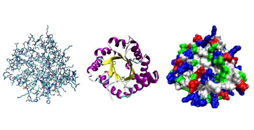 Proteins are composed of 20 amino acids that fold into elaborate, three-dimensional forms. Seen here, three possible representations of the three-dimensional structure of the protein triose-phosphate isomerase. Graphic courtesy Opabinia regalis.