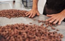 An end to slavery and child labor in the chocolate industry via a new cocoa bean DNA test?