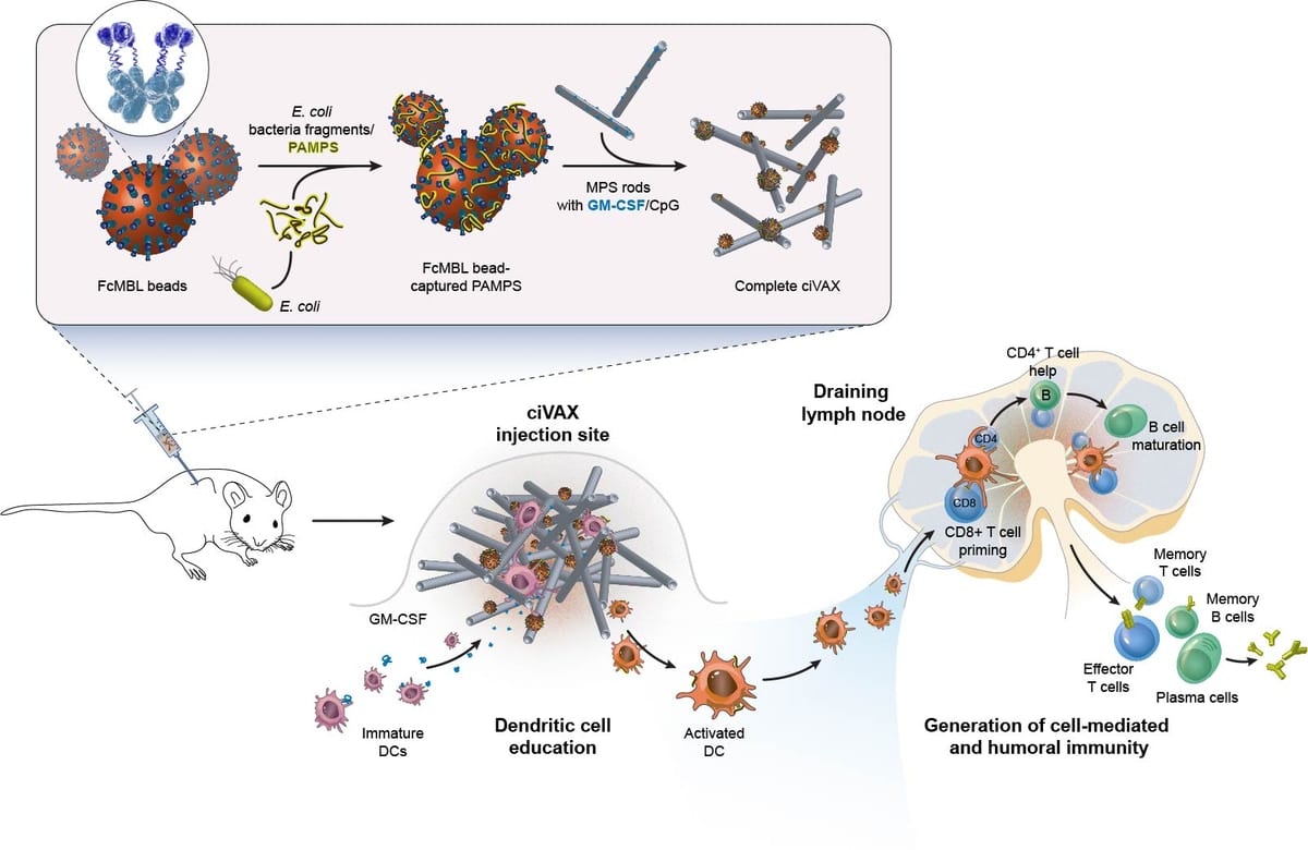 This illustration shows how a ciVax infection vaccine against a pathogenic E. coli strain is produced and applied. First, carbohydrate-containing surface molecules (PAMPs) of killed bacteria are captured with magnetic beads coated with FcMBL. The beads are then combined with mesoporous silica (MPS) rods and immune cell-recruiting GMCSF and immune cell-activating CpG adjuvant to form the complete ciVax vaccine. Upon injection under the skin of mice, the ciVAX vaccine forms a permeable scaffold that recruits immature dendritic cells (DCs), educates them to present PAMP-derived antigens, and additionally activates and releases them again. The reprogrammed DCs then migrate to draining lymph nodes where they orchestrate a complex immune response, including reactive T cells and antibody-producing B cells reacting against the E. coli pathogen. Credit: Wyss Institute at Harvard University.