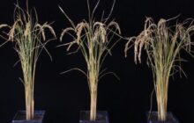 How about an RNA breakthrough that could bring a 50 percent increase to potato and rice yields?