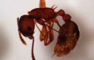 Could fire ants be killed by bacteria from nematodes?