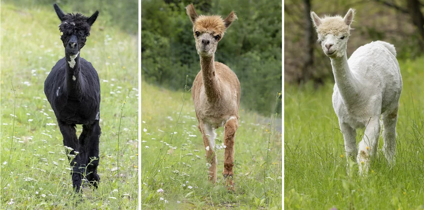 The three alpaca mares Britta, Nora, and Xenia (from left) delivered the blueprints for the Covid-19 nanobodies.

via MPI f. Biophysical Chemistry/ Carmen Rotte