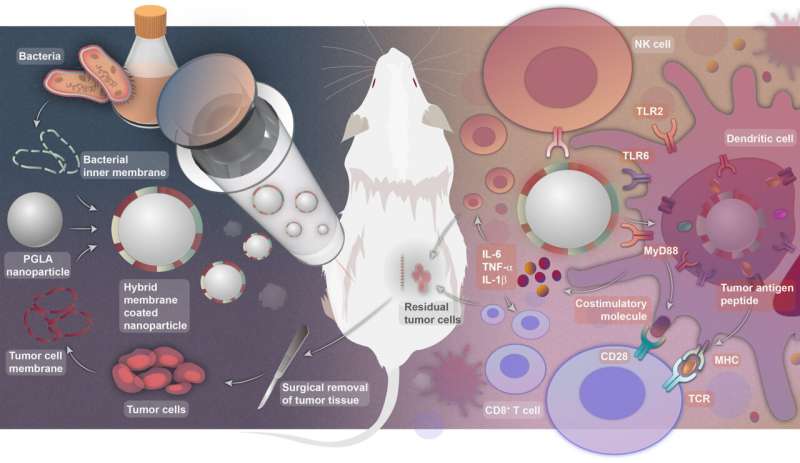 How to make the personalized antitumor vaccine and how it works (Image by NCNST)