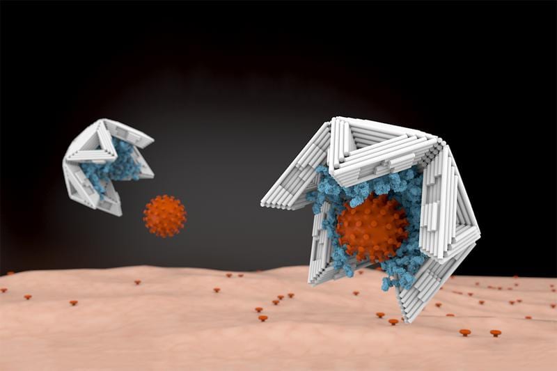 Lined on the inside with virus-binding molecules, nano shells made of DNA material bind viruses tightly and thus render them harmless.
Image: Elena-Marie Willner / DietzLab