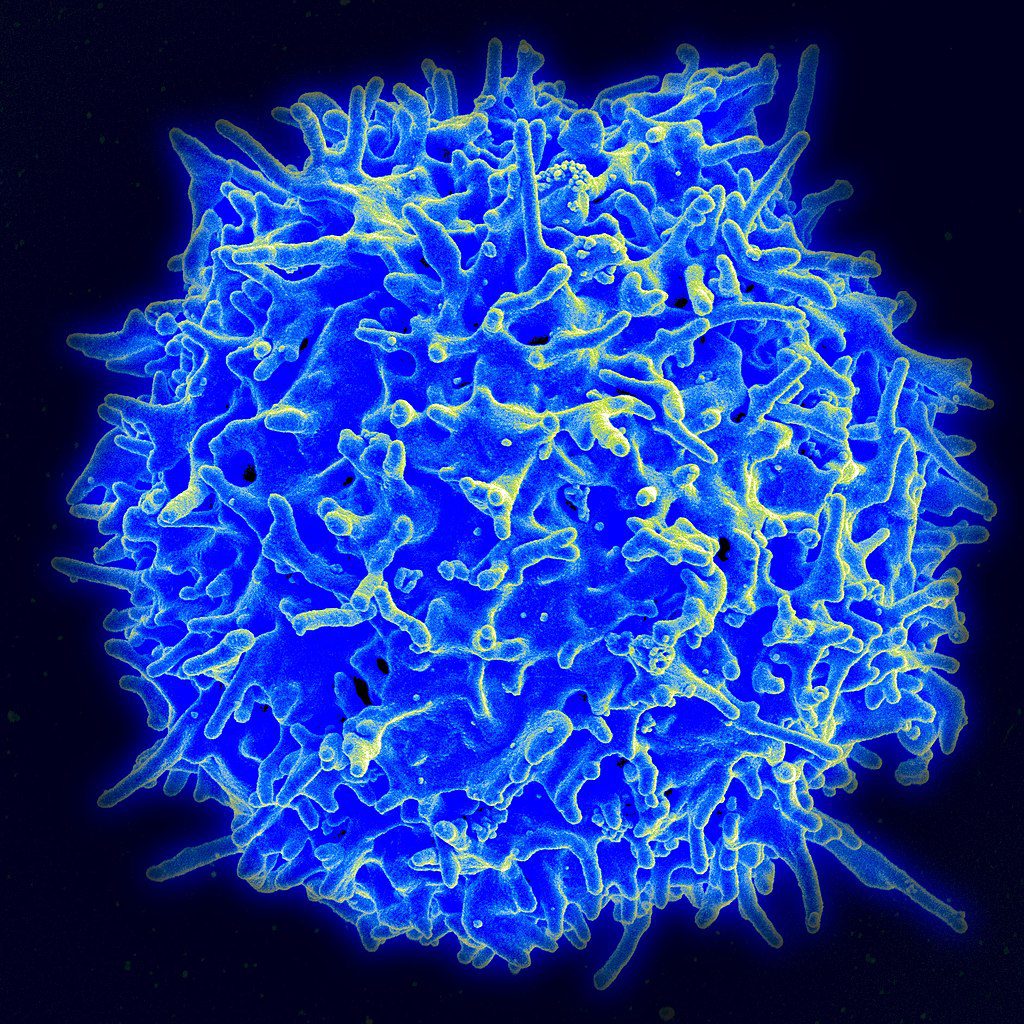 Healthy human T cell
via NAID