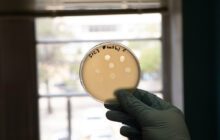 Fighting antibiotic resistance with phages