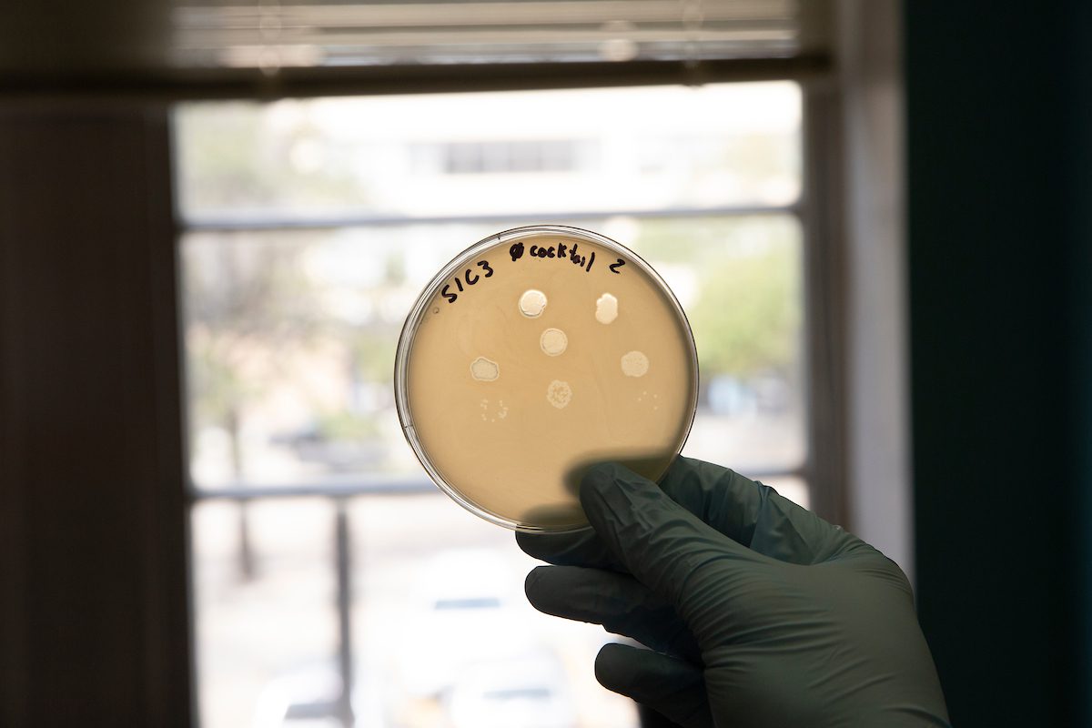 A plate growing bacteria shows clearings where a single drop of phages attacked and killed bacteria/ cells.