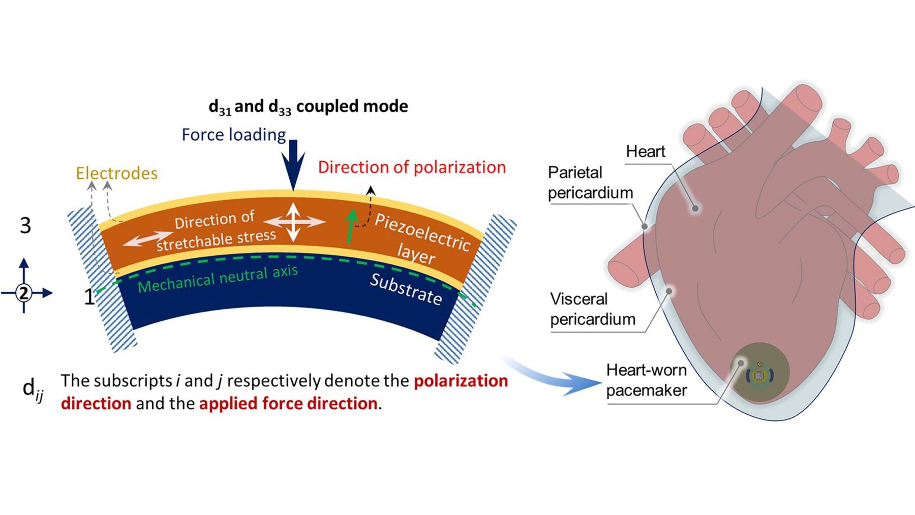 The cardiac pacemaker of the future could be powered by the heart itself, according to researchers at Shanghai Jiao Tong University.

CREDIT: Yi Zhiran