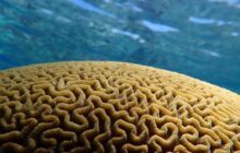Is it possible to produce heat-tolerant corals by selective breeding?