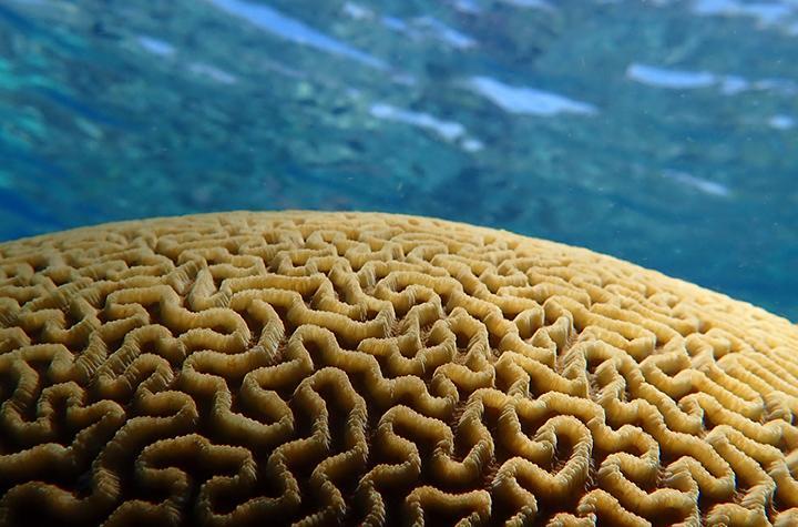 A close-up showing the detail in a Platygyra coral 
(credit Emily Howells)