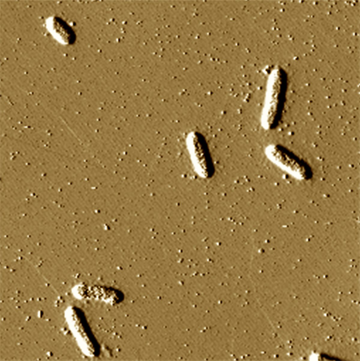 Spartan researchers have revealed that Geobacter bacteria — the rod-like shapes in this microscope image — package uranium into vesicles, which are seen as the light specks dotting the image. Credit: Morgen Clark