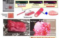 First 3D-bioprinted structured Wagyu beef-like meat: Raising the steaks on structured cultured meat