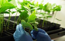 New COVID-19 vaccine candidates grown in plants and bacteria don't require freezing or refrigeration