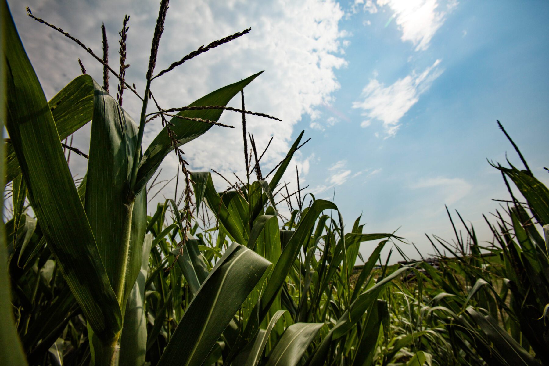 RIPE researchers have shown that by treating photosynthesis as a dynamic process, C4 plants like corn could improve their reaction to changes in light, improving overall yield. Image by Brian Stauffer?