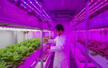 Will vertical farms really help to tackle global food challenges?