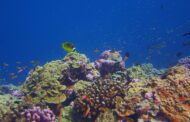 Is it possible that some coral reefs could keep pace with ocean warming?