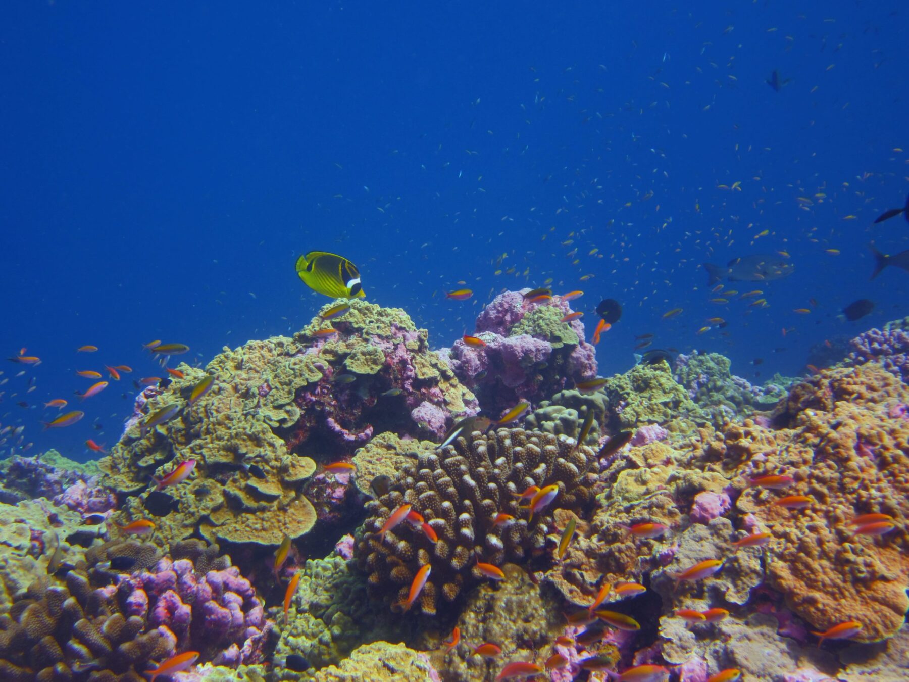 A healthy coral reef in the Phoenix Islands Protected Area.