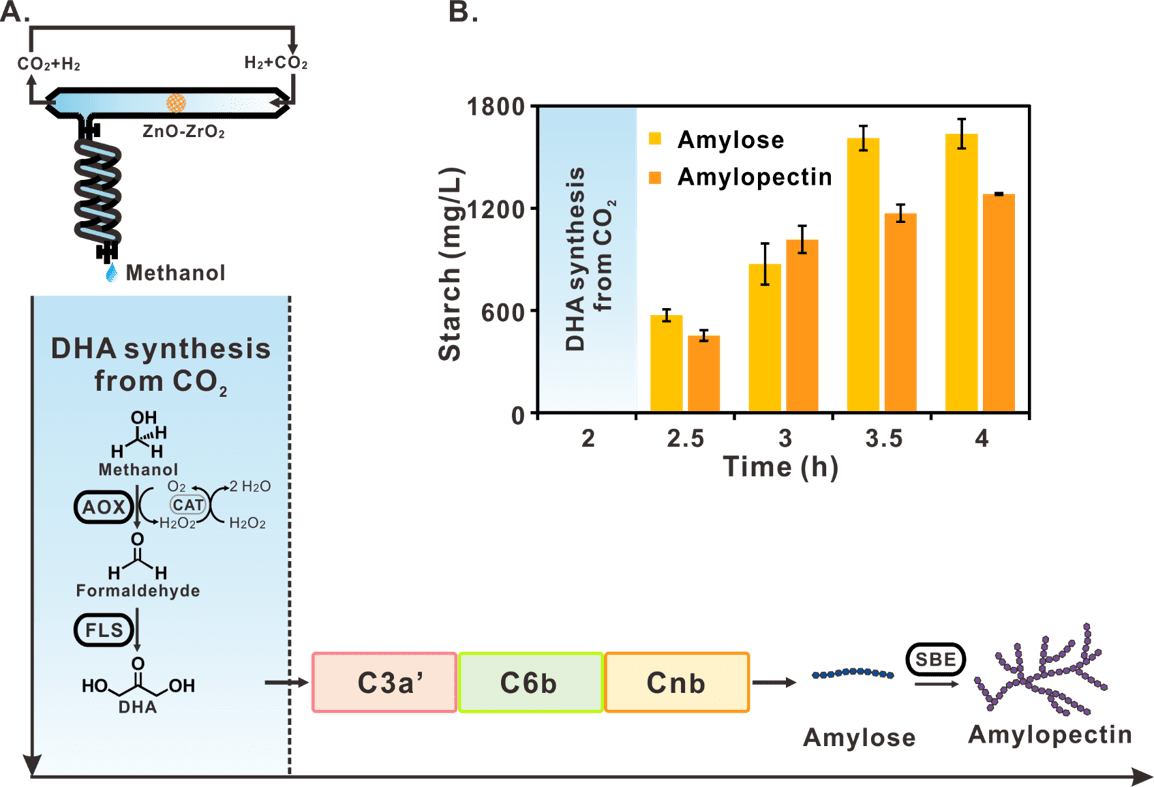 Starch synthesis via artificial starch anabolic pathway (ASAP) from CO2. ( Image by TIBCAS)