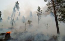 Can the use of large herbivores can be an effective means to prevent and mitigate wildfires?