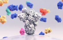 A highly potent antibody against SARS-CoV-2