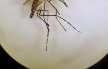 Landmark trial: A bacteria can successfully sterilize and eradicate the invasive, disease carrying Aedes aegypti mosquito