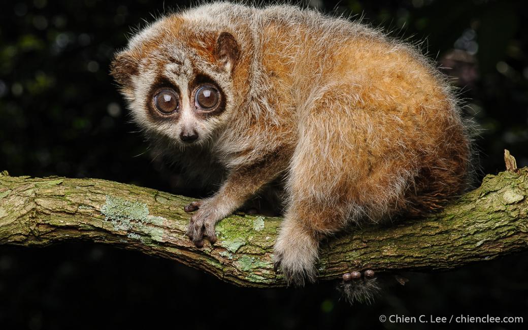 Pygmy slow Loris (Nycticebus pygmaeus) (Vietnam), a small mammal threatened by the illegal or unsustainable wildlife trade. Photo: Chien Lee. (Image: Chien Lee)