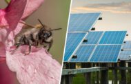 Could putting honeybee hives on solar parks add millions of pounds to UK agriculture while really helping bee populations?