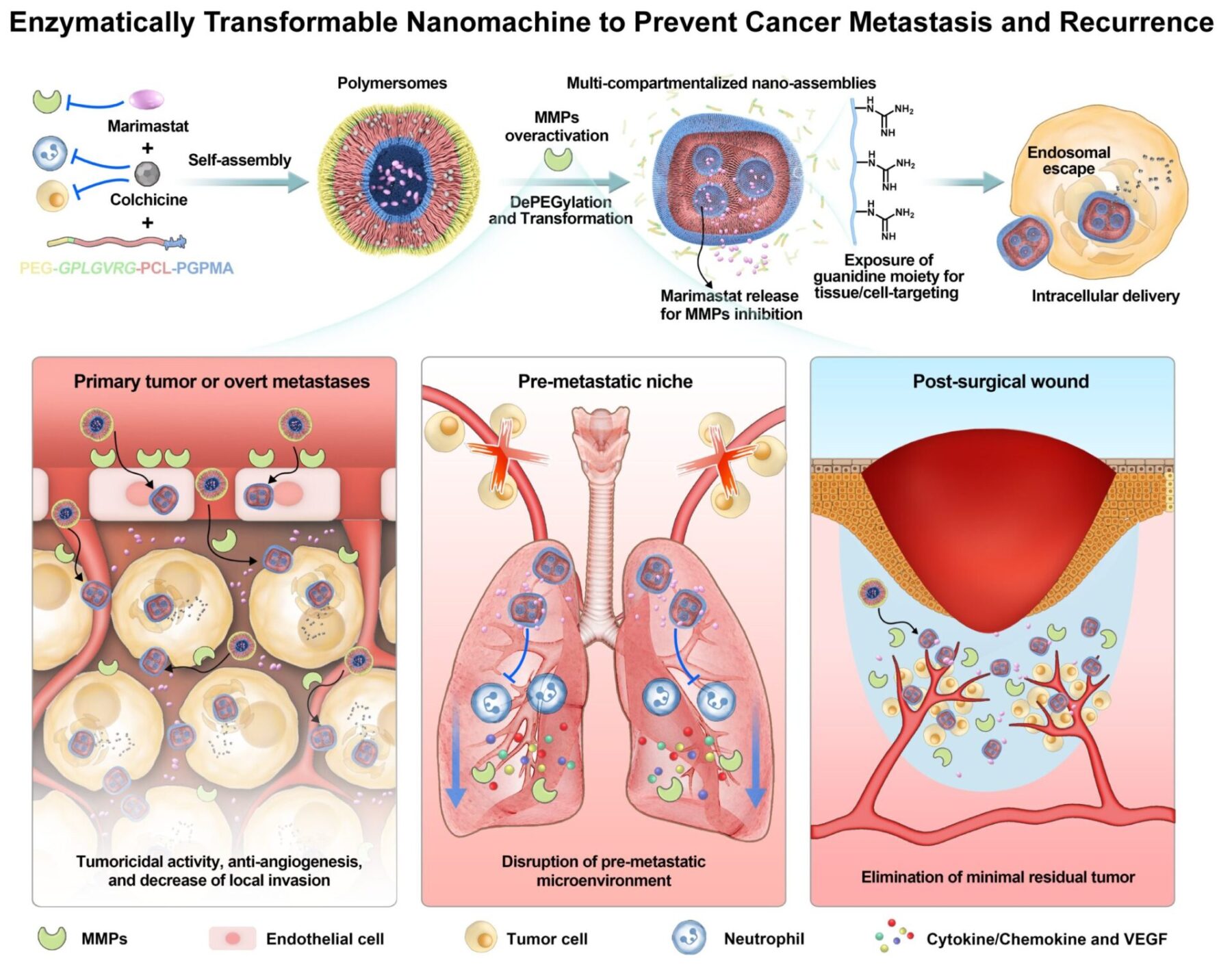 Left: Primary tumor or overt metastasis Center: Center: Pre-metastatic niche Right: Post-surgical wound

CREDIT
2021 Innovation Center of NanoMedicine
