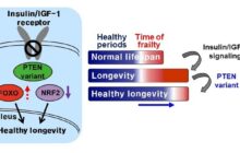 The exciting possibility of simultaneously promoting longevity and health in humans by slightly tweaking the activity of one protein