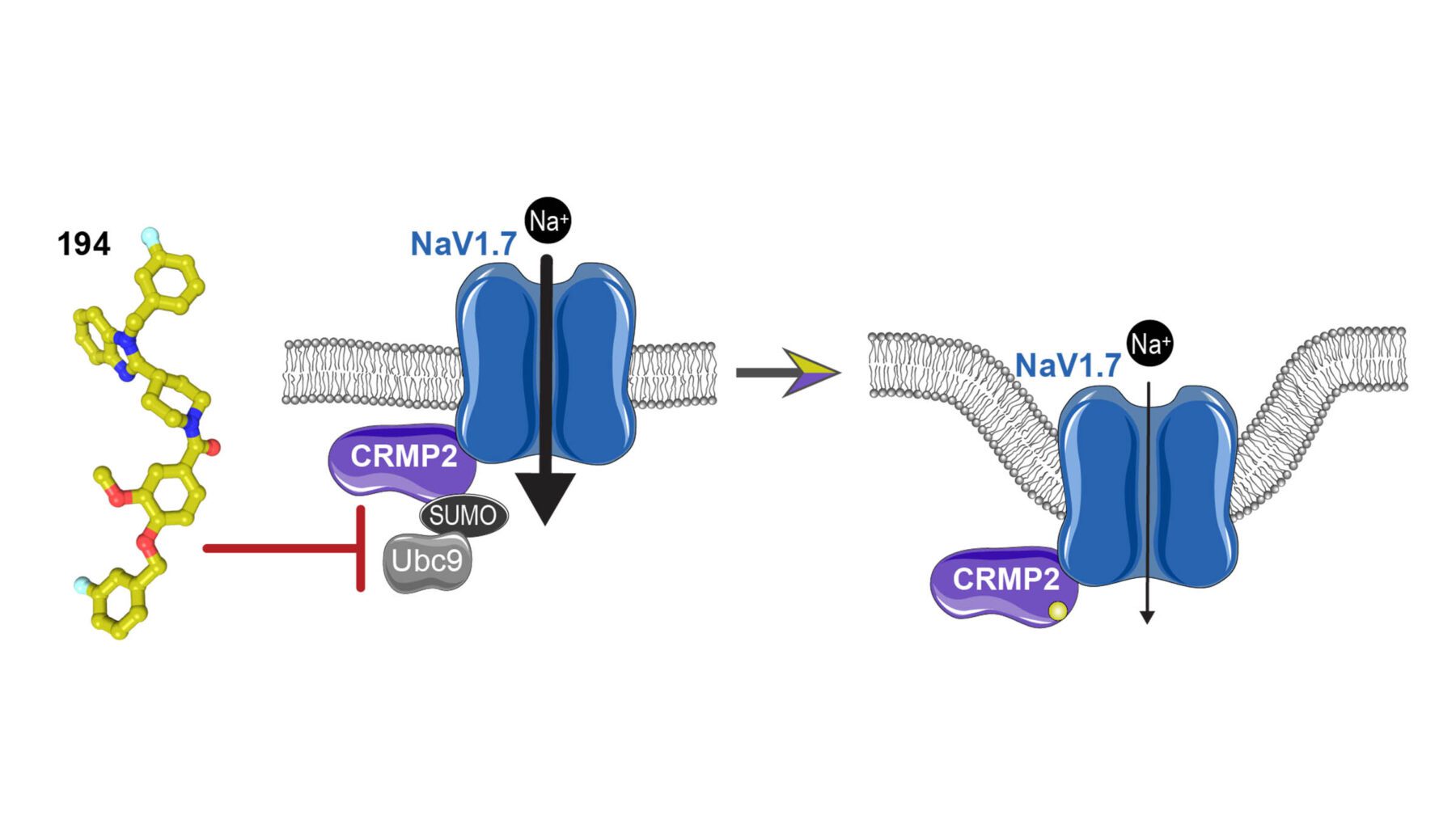 Compound 194 (left) was developed by researchers to uncouple the interaction between CRMP2 and the enzyme Ubc9, which indirectly regulates the sodium ion channel NaV1.7. A new study showed that the resulting reduction in sodium currents reduced pain. (Image: Samantha Perez-Miller, Aude Chefdeville and Rajesh Khanna)