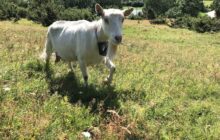 CyborGoats proves digital fencing really works for these natural lawnmowers