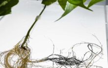 The roots of a plant can become electrically conducting and store energy just by watering with conjugated oligomers