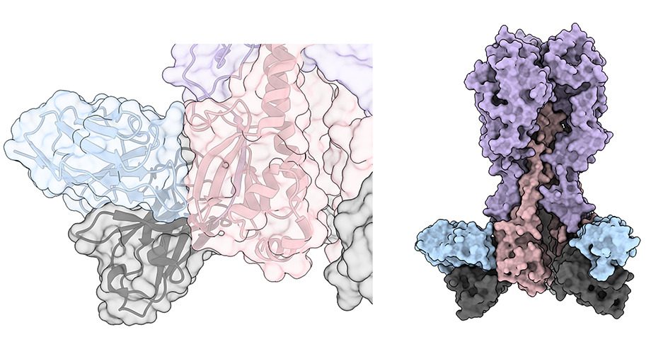 Scripps researchers discovered a new set of antibodies (blue and gray) that can neutralize influenza by binding to the anchor region of influenza HA (pink and purple). Credit: Julianna Han, Ward Lab