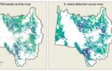 Using remote sensing to diagnose insect infestations in forests before irreparable damage is done
