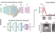 AI surprise: Higher visual cognitive functions can arise spontaneously in untrained neural networks