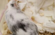 Using gene editing technology to create female-only and male-only mice litters with 100% efficiency