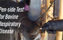 An on-site bovine respiratory disease test that provides results within an hour and greatly reduces antibiotic use