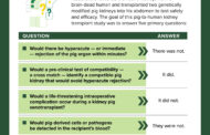 Genetically modified pig kidneys can be transplanted into a human